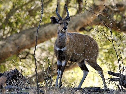 يظهر حيوان البوشبك، Tragelaphus scriptus، بلون موحد تقريبًا، مما يدل على أن التظليل المعاكس قد ألغى التظليل الذاتي. وتساهم البقع والعلامات البيضاء في زيادة تشتيت مظهر الحيوان.