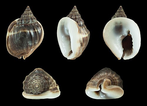 ناساريوس (Plicarcularia) pullus