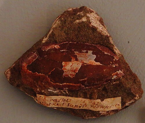 أحفورة P. rostrata