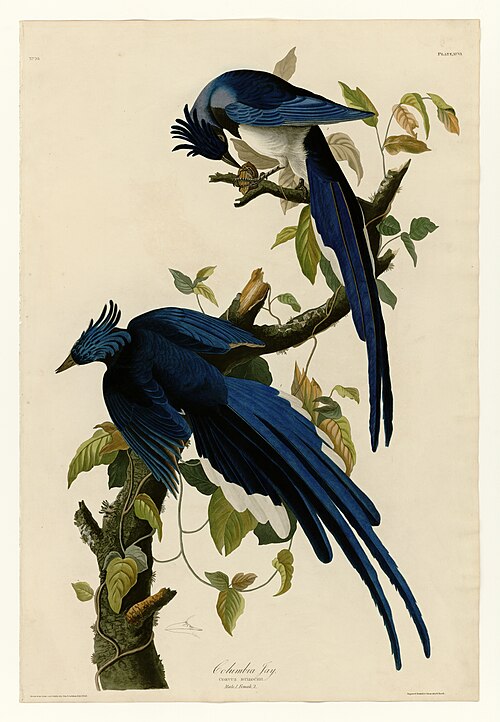 طائر العقعق ذو الحلق الأسود (Calocitta colliei)