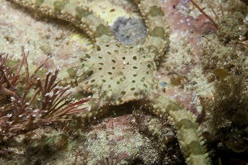 Ophiomyxa australis، وهو نوع من عائلة Ophiomyxidae