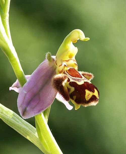 زهرة الأوركيد (Ophrys apifera)