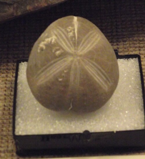أحفورة من نوع Palhemiaster comanchei (Hemiasteridae)