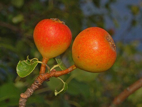 ثمار الكمثرى (Pyrus pyraster)