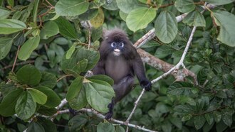 لانغور داكن (Trachypithecus obscurus)
