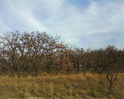 (Bosque el Nixticuil في خاليسكو).