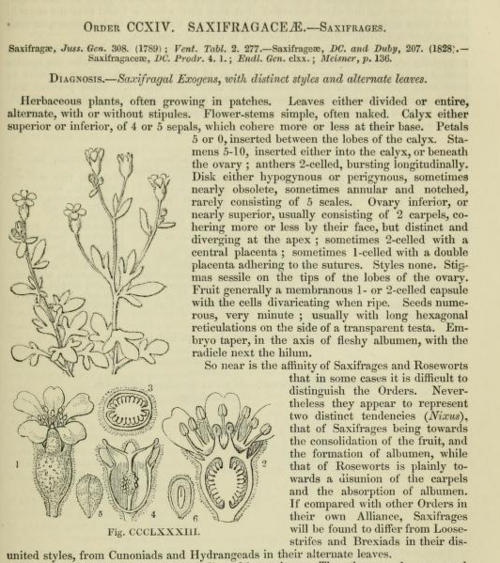 الصفحة الأولى من كتاب ليندلي عن الساكسفراجاليس من عام 1853