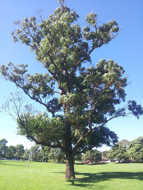 أوكالبتوس (Eucalyptus robusta)