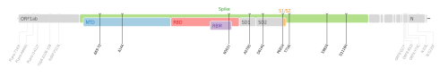 تم رسم طفرات الأحماض الأمينية لمتغير ألفا من فيروس SARS-CoV-2 على خريطة جينوم فيروس SARS-CoV-2 مع التركيز على بروتين سبايك.