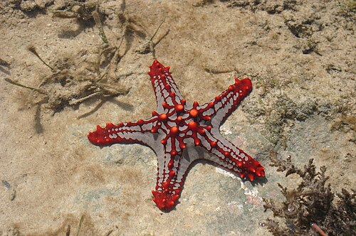 بروتوريستر لينكي، وOreasteridae
