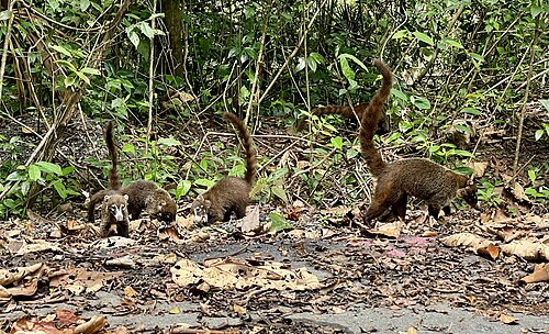 مجموعة من Coatis في منطقة Bosque Protector سان لورينزو، كولون، بنما