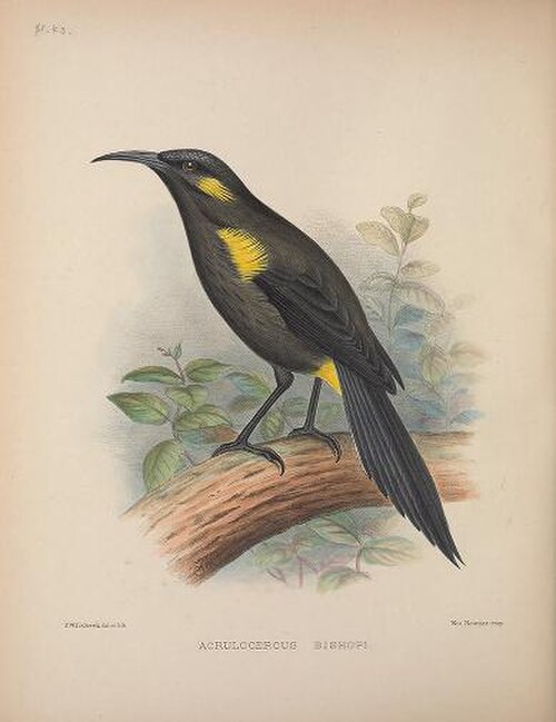 أسقف ʻōʻō
