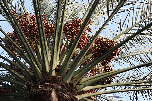نخلة التمر "النخلة"، رمز للرخاء.