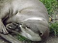 Smooth coated otter