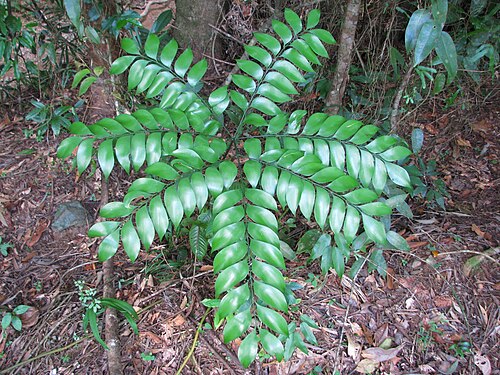 Bowenia spectabilis: نبات ذو ورقة واحدة