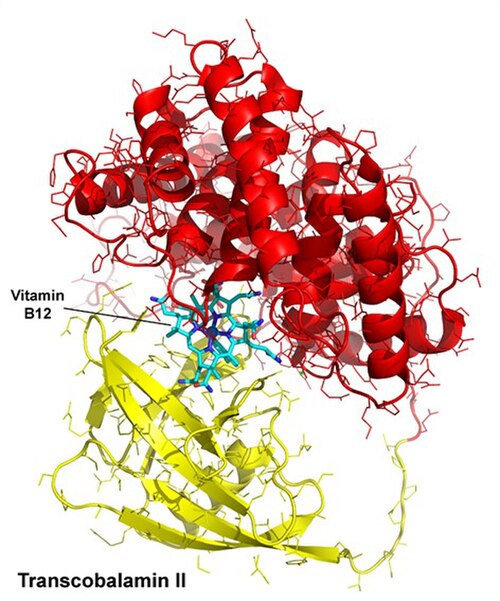 Human Trancscobalamin II (بروتين كوبالامين الناقل)