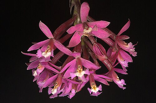 Epidendrum secundum، سحلية شائعة في Wayqecha