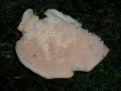 فطر القنفذ (Hydnum repandum) في جيفوردلاند.