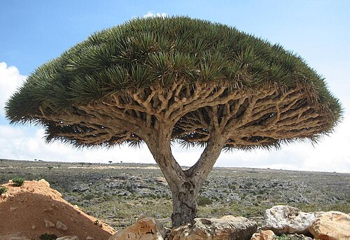 شجرة التنين في سقطرى