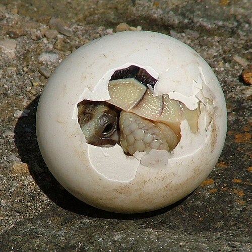 يخرج الطفل Testudo Marginata من بيضته