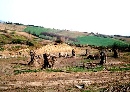 غابة دوناروبا الأحفورية