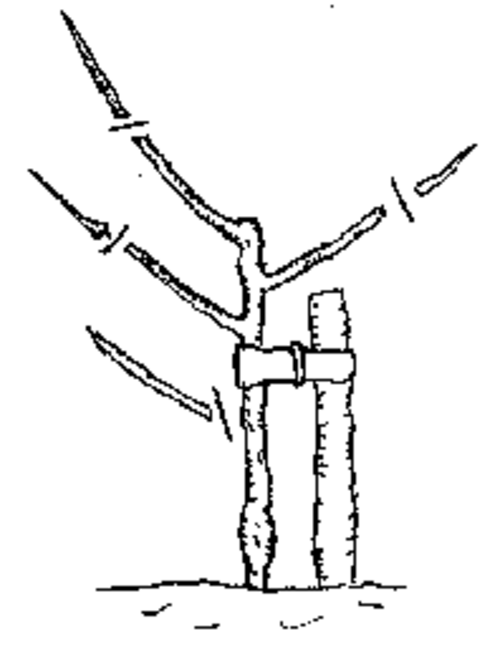 شجرة عمرها سنتان
