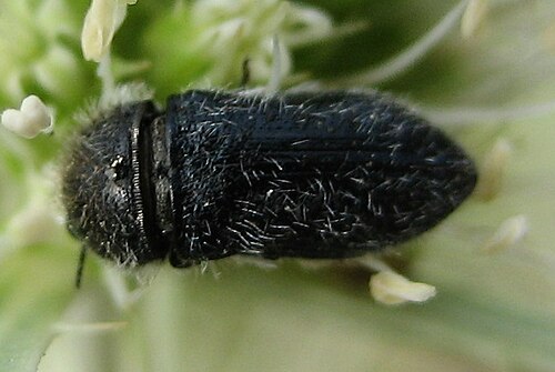 Acmaeodera sp. (Polycestinae)