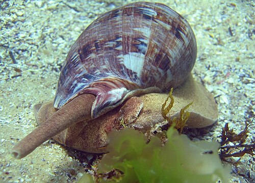 سيفون حلزوني بحري كبير من آكلات الأعشاب، Cymbiola magnifica