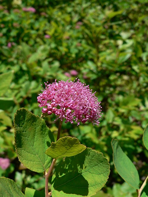 زهرة المروج الوردية (Spiraea splendens)