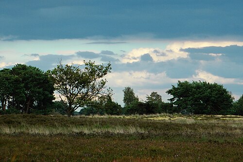 Natuurgebied Kampina [nl] في Boxtel