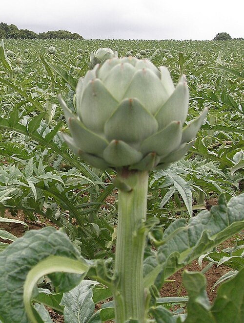 خرشوف