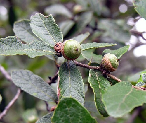 أوراق وثمار البلوط الكستنائي (Quercus castanea)