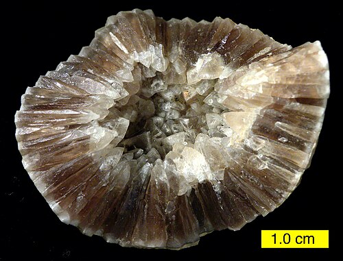 بلورات الكالسيت داخل غلاف من الكيس Echinosphaerites aurantium (العصر الأوردوفيسي الأوسط، شمال شرق إستونيا)