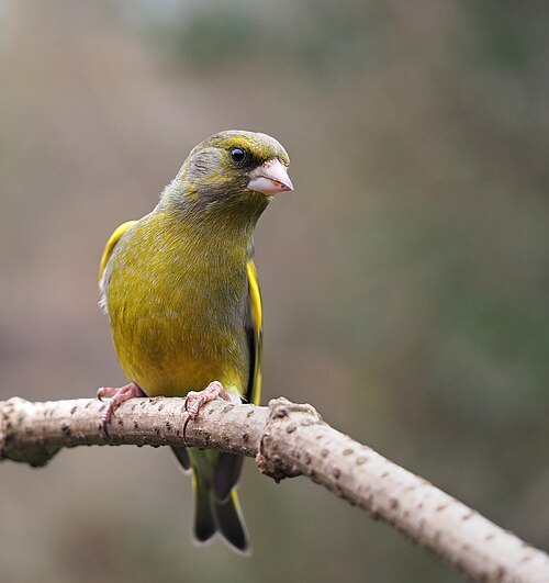الحسون الأخضر الأوروبي (Chloris chloris)
