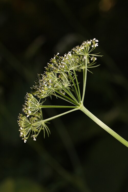 مظلة مركبة من البقدونس الشوكران، Conioselinum pacificum (Apiaceae)