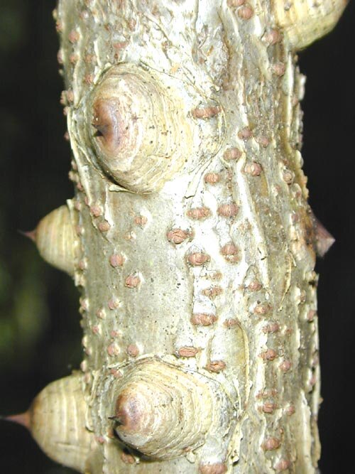 أشواك بارزة على ساق نبات Caesalpinia decapetala.