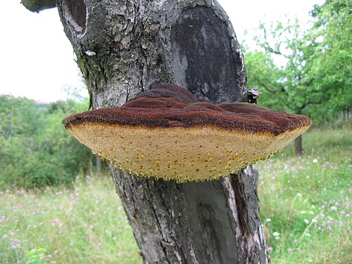 إينونوتوس هيسبيدوس (Hymenochaetaceae)