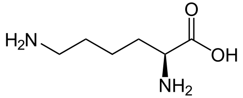 L-Lysine(Lys / K)