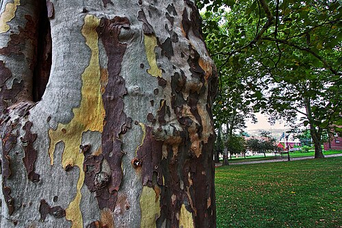 صورة مقربة لقشرة الشجرة