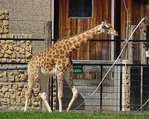 Giraffe