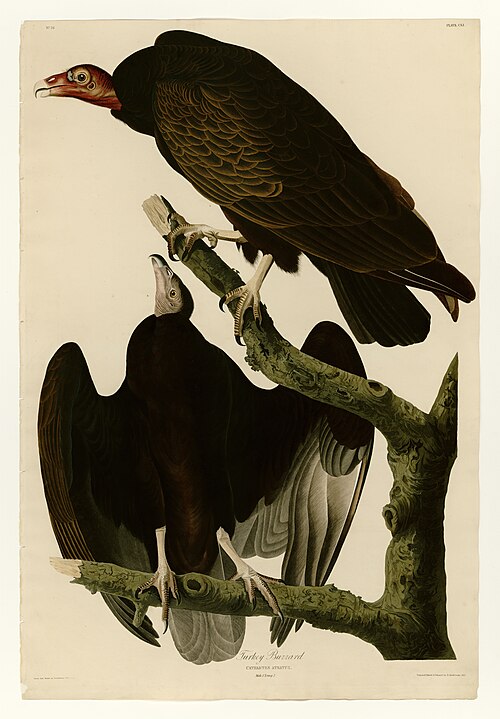 نسر الديك الرومي (Cathartes aura)