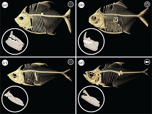 الأسماك Lepidophagous (A و C) مع أقارب غير Lepidophagous (B و D): Catoprion Mento (A)، Pygopristis denticulata (B)، Roeboides affinis (C)، Charax cf. باوسيرادياتوس (د)