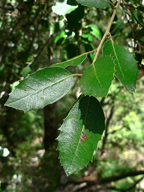 أوراق شجرة البلوط الذهبي (Quercus chrysolepis) تظهر عليها الأشواك