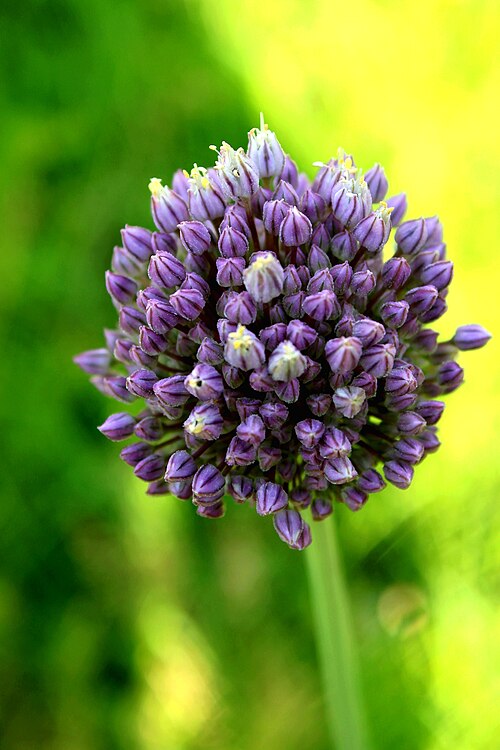 نوع من الثوم (Allium sp.)