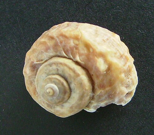 صدفة من نوع Amphibola crenata