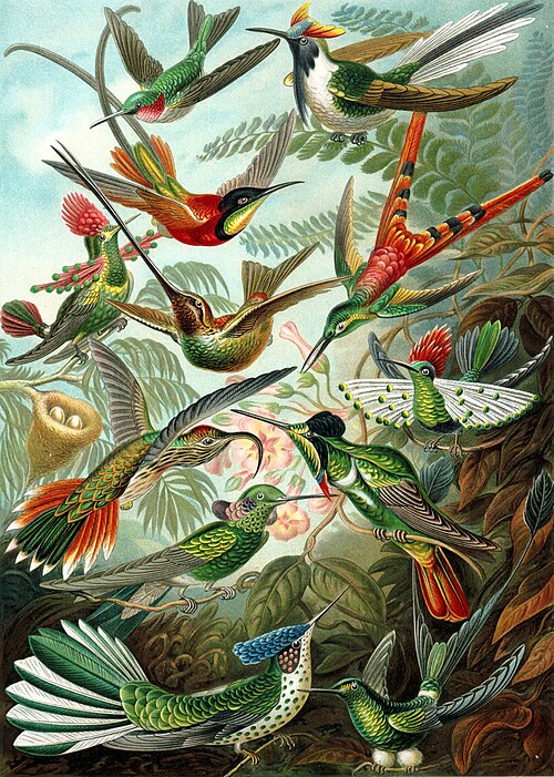 رسم توضيحي ملون من كتاب إرنست هيكل Kunstformen der Natur (1899)، يُظهر مجموعة متنوعة من الطيور الطنانة