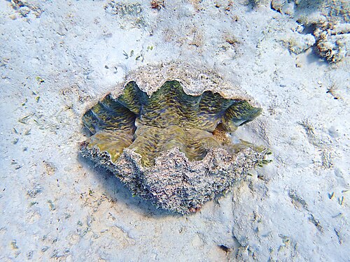 فرس النهر (Hippopus hippopus)، وهو نوع معرض للخطر في جنوب المحيط الهادئ