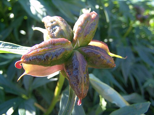 ثمرة جريبية من نبات الفاوانيا البيضاء (Paeonia lactiflora)