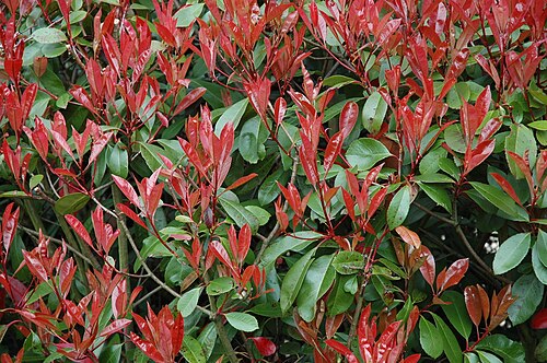 نبات فوتينيا ذو الأطراف الحمراء (Photinia x fraseri) مشهور بلونه الأحمر في نموه الجديد