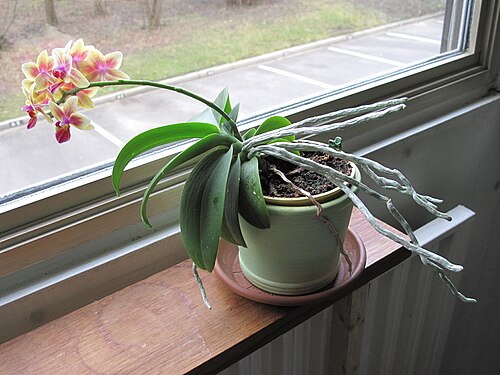 مثال على زهرة الأوركيد (Phalaenopsis)